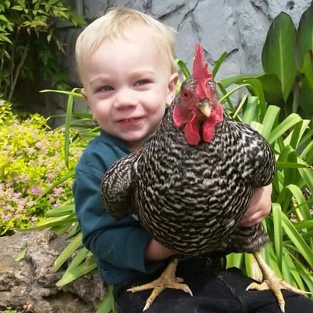 ParkerChicken