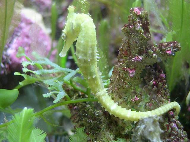 Seahorse
