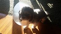 ConeOfShame
