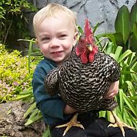 ParkerChicken