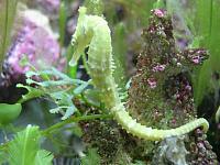 Seahorse