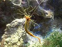 SpaghettiWorm